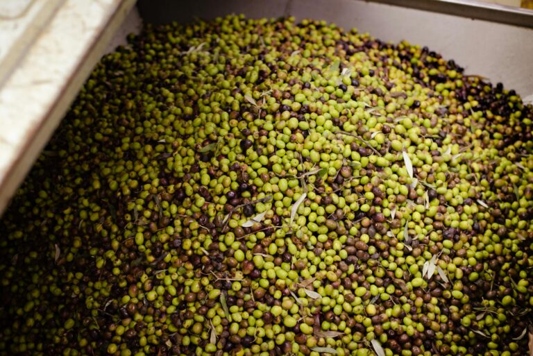A large batch of freshly harvested olives in a container at an olive processing facility in Nafplion, Greece.