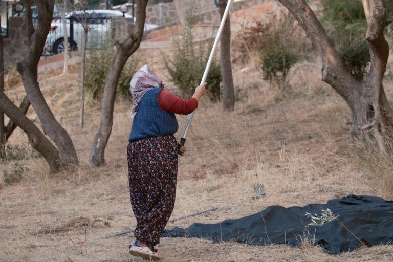 A woman harvesting olives using a stick in İzmir, Türkiye, during fall.
