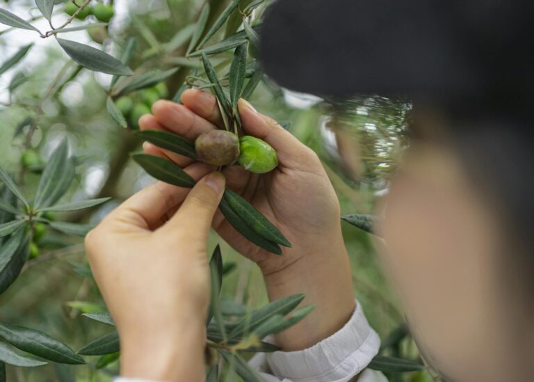 Close-up of hands picking olives from a tree branch in an olive grove.