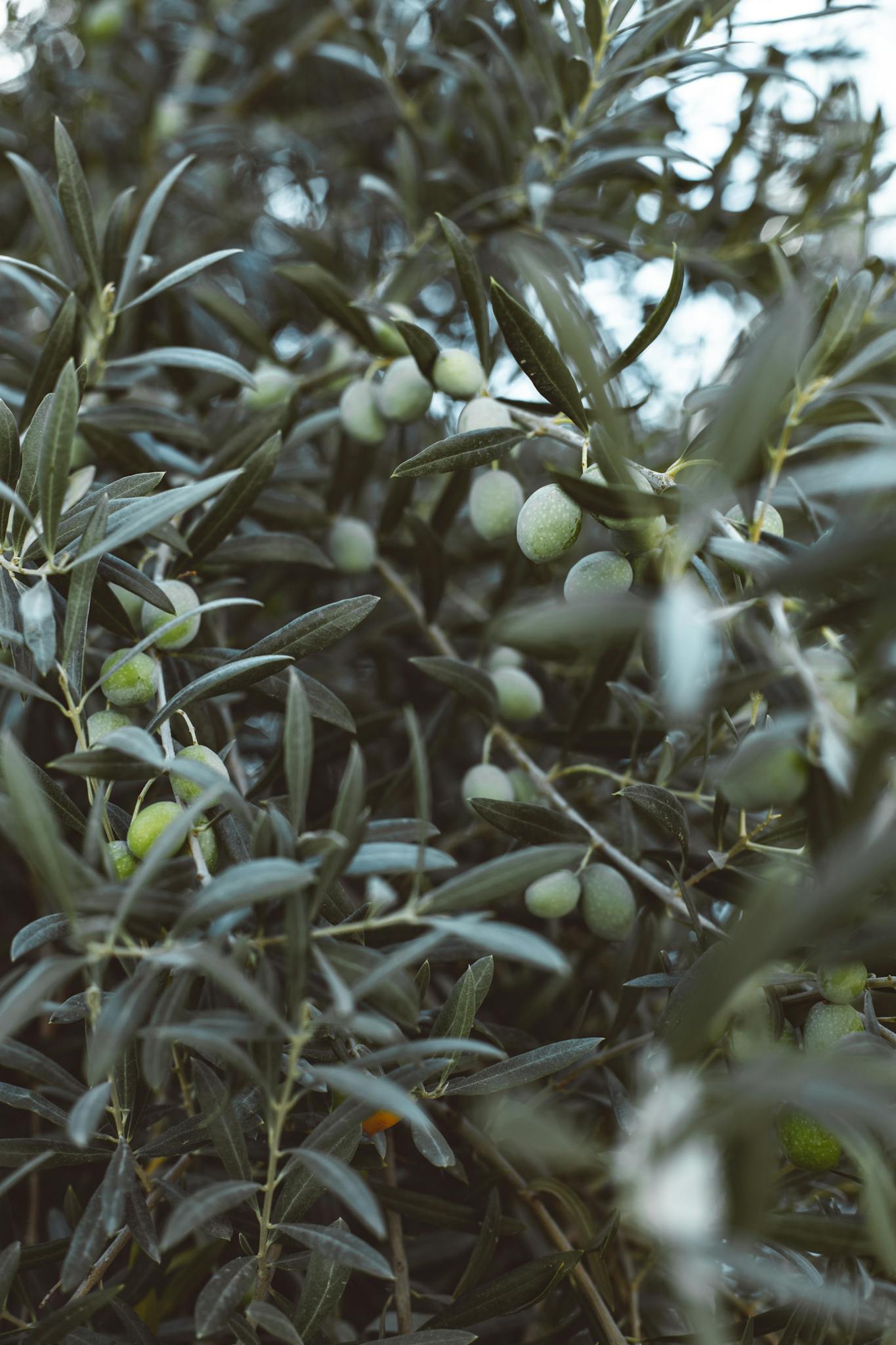 Close-up view of an olive tree with green olives growing among dense leaves, captured in natural daylight.
