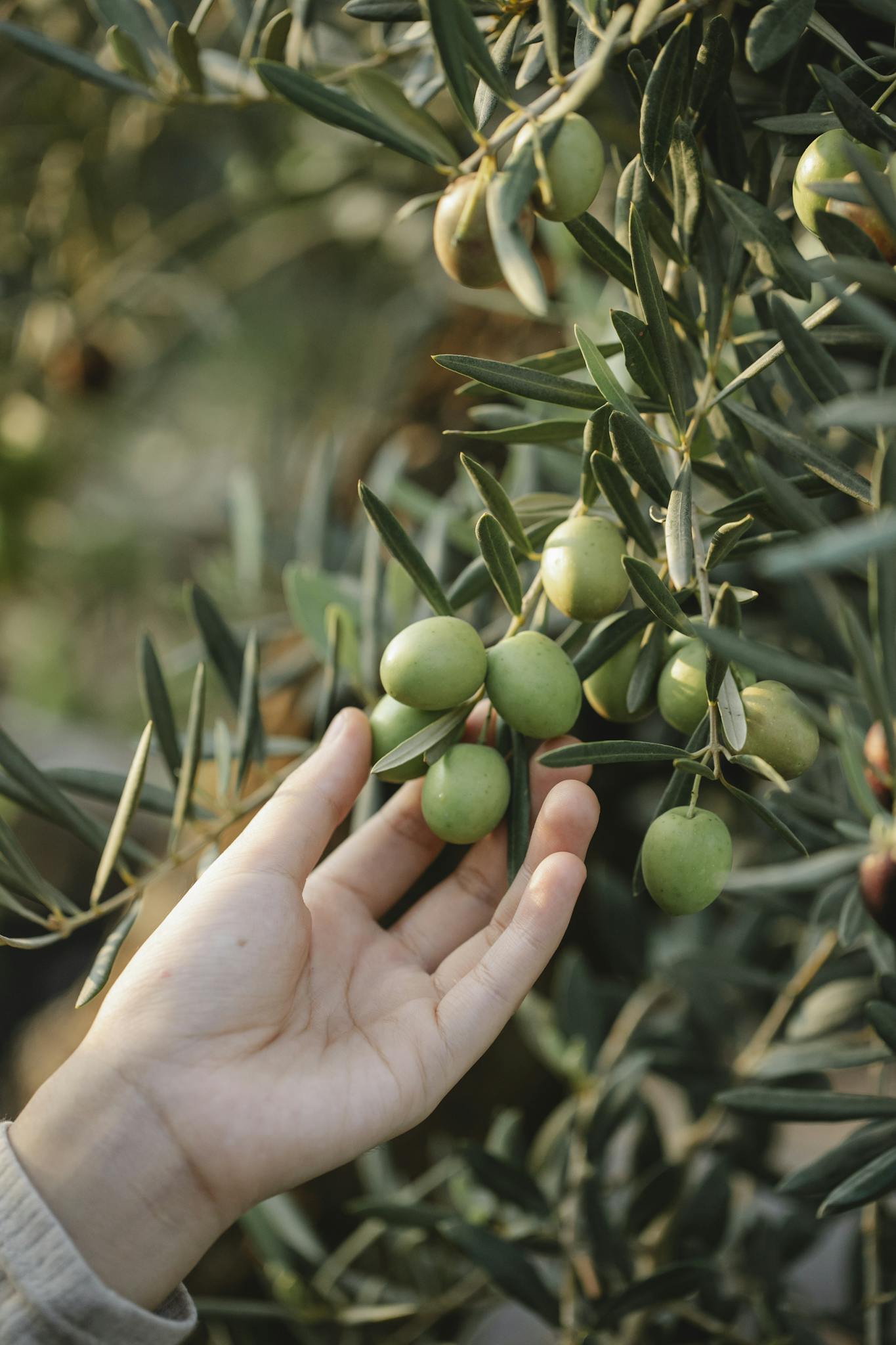 Crop unrecognizable gardener picking organic green olives ripening on lush tree in agricultural garden