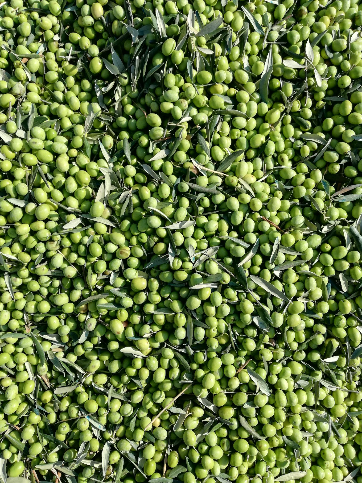 Top view of fresh green olives harvested in Edremit, Balıkesir, Turkey.